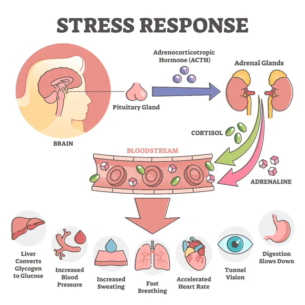 Infographic about stress response